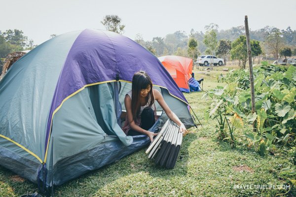 กางเต็นท์ เขาใหญ่ 2 วัน 1 คืน ส่องช้าง เที่ยวไร่สตรอว์เบอร์รี่ แวะทุ่งทานตะวัน